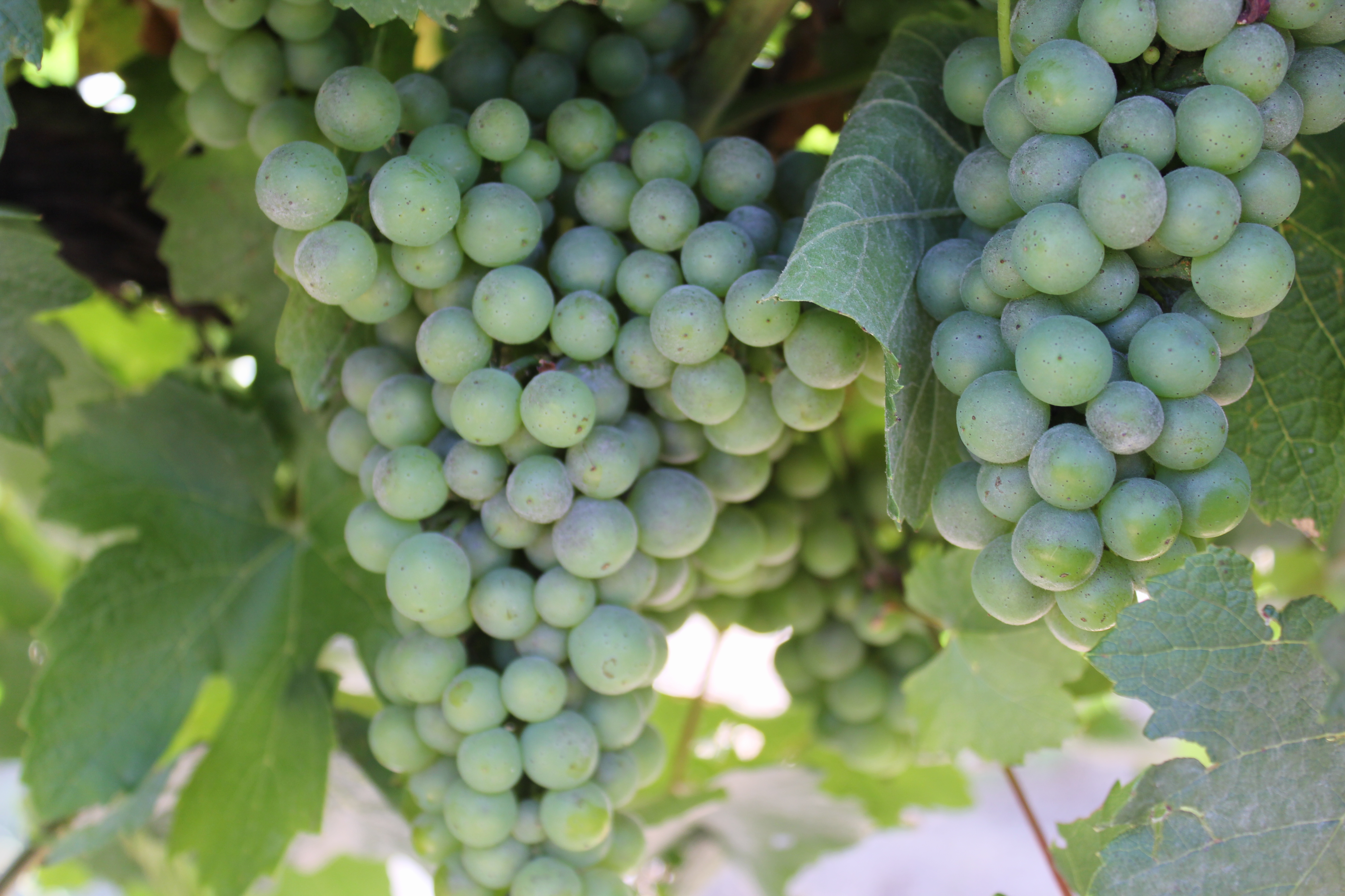 New BASF biological fungicide offers flexibility in grape