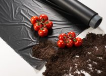 Certified soil-biodegradable ecovio® M 2351 for mulch films used in growing tomatoes